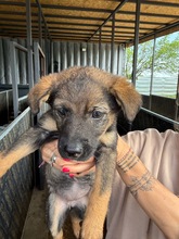KALIL, Hund, Mischlingshund in Bulgarien - Bild 1