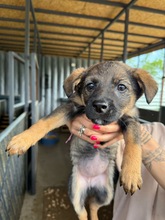 KALIL, Hund, Mischlingshund in Bulgarien - Bild 2