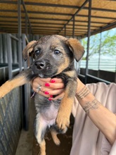 KALIL, Hund, Mischlingshund in Bulgarien - Bild 3