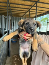 KALIL, Hund, Mischlingshund in Bulgarien - Bild 4
