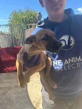 EVANGELINE, Hund, Malinois-Podenco-Mix in Spanien - Bild 2
