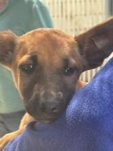 EVANGELINE, Hund, Malinois-Podenco-Mix in Spanien - Bild 3