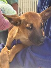 EVANGELINE, Hund, Malinois-Podenco-Mix in Spanien - Bild 5