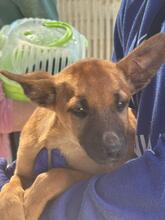 EVANGELINE, Hund, Malinois-Podenco-Mix in Spanien - Bild 6