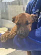 EVANGELINE, Hund, Malinois-Podenco-Mix in Spanien - Bild 7