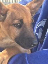 EVANGELINE, Hund, Malinois-Podenco-Mix in Spanien - Bild 8