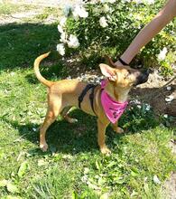 EVANGELINE, Hund, Malinois-Podenco-Mix in Barsinghausen