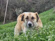 LUKAS, Hund, Mischlingshund in Griechenland - Bild 1