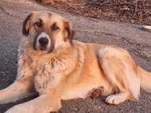 LUKAS, Hund, Mischlingshund in Griechenland - Bild 3