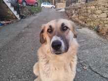 LUKAS, Hund, Mischlingshund in Griechenland - Bild 4