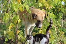 LUKAS, Hund, Mischlingshund in Griechenland - Bild 6