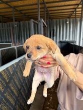 MILO, Hund, Mischlingshund in Bulgarien - Bild 1