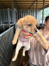 MILO, Hund, Mischlingshund in Bulgarien - Bild 2
