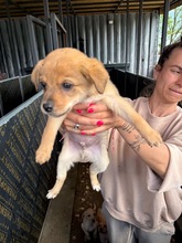 MILO, Hund, Mischlingshund in Bulgarien - Bild 3