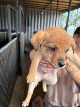 MILO, Hund, Mischlingshund in Bulgarien - Bild 4