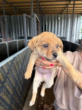 MILO, Hund, Mischlingshund in Bulgarien - Bild 5