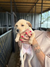 MARA, Hund, Mischlingshund in Bulgarien - Bild 2