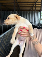 MARA, Hund, Mischlingshund in Bulgarien - Bild 4
