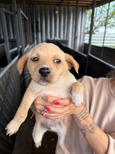ILYA, Hund, Mischlingshund in Bulgarien - Bild 1