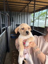ILYA, Hund, Mischlingshund in Bulgarien - Bild 2