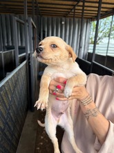 ILYA, Hund, Mischlingshund in Bulgarien - Bild 3