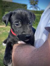 HUGP, Hund, Podenco-Mix in Spanien - Bild 2