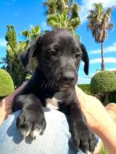 HUGP, Hund, Podenco-Mix in Spanien - Bild 3