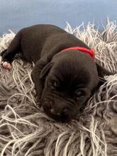 HUGP, Hund, podencomischling in Spanien