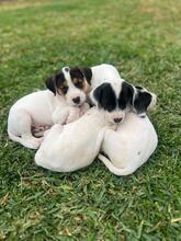 JOY, Hund, Podenco-Mix in Spanien - Bild 2