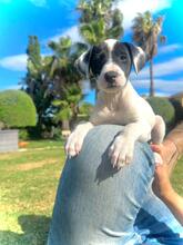 JOY, Hund, Podencomischling in Spanien