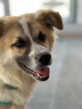 ROMEO, Hund, Mischlingshund in Italien - Bild 1