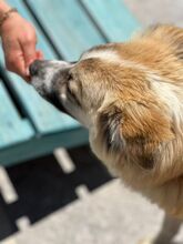 ROMEO, Hund, Mischlingshund in Italien - Bild 2