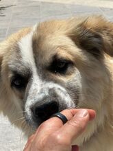 ROMEO, Hund, Mischlingshund in Italien - Bild 3