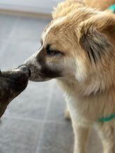 ROMEO, Hund, Mischlingshund in Italien - Bild 4