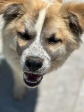 ROMEO, Hund, Mischlingshund in Italien - Bild 5