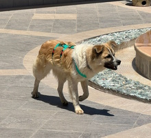 ROMEO, Hund, Mischlingshund in Italien - Bild 6