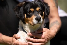BARCLEY, Hund, Beagle-Cavalier King Charles Spaniel-Mops-Bulldogg in Ungarn