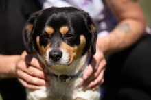 BARCLEY, Hund, Beagle-Cavalier King Charles Spaniel-Mops-Mix in Ungarn - Bild 10