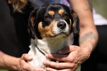 BARCLEY, Hund, Beagle-Cavalier King Charles Spaniel-Mops-Mix in Ungarn - Bild 11