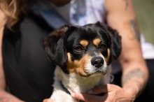 BARCLEY, Hund, Beagle-Cavalier King Charles Spaniel-Mops-Mix in Ungarn - Bild 12