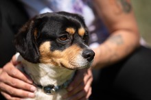 BARCLEY, Hund, Beagle-Cavalier King Charles Spaniel-Mops-Mix in Ungarn - Bild 13
