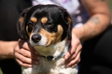BARCLEY, Hund, Beagle-Cavalier King Charles Spaniel-Mops-Mix in Ungarn - Bild 14