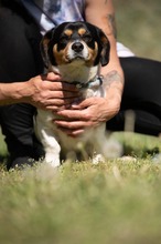 BARCLEY, Hund, Beagle-Cavalier King Charles Spaniel-Mops-Mix in Ungarn - Bild 16