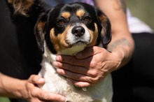 BARCLEY, Hund, Beagle-Cavalier King Charles Spaniel-Mops-Mix in Ungarn - Bild 17