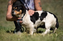 BARCLEY, Hund, Beagle-Cavalier King Charles Spaniel-Mops-Mix in Ungarn - Bild 2