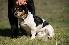 BARCLEY, Hund, Beagle-Cavalier King Charles Spaniel-Mops-Mix in Ungarn - Bild 3