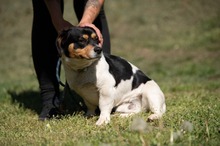 BARCLEY, Hund, Beagle-Cavalier King Charles Spaniel-Mops-Mix in Ungarn - Bild 4