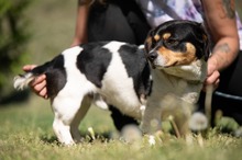 BARCLEY, Hund, Beagle-Cavalier King Charles Spaniel-Mops-Mix in Ungarn - Bild 5