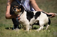 BARCLEY, Hund, Beagle-Cavalier King Charles Spaniel-Mops-Mix in Ungarn - Bild 6