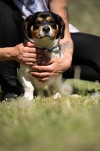BARCLEY, Hund, Beagle-Cavalier King Charles Spaniel-Mops-Mix in Ungarn - Bild 7